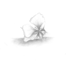 Flower in Bloom (graphite 9x12)